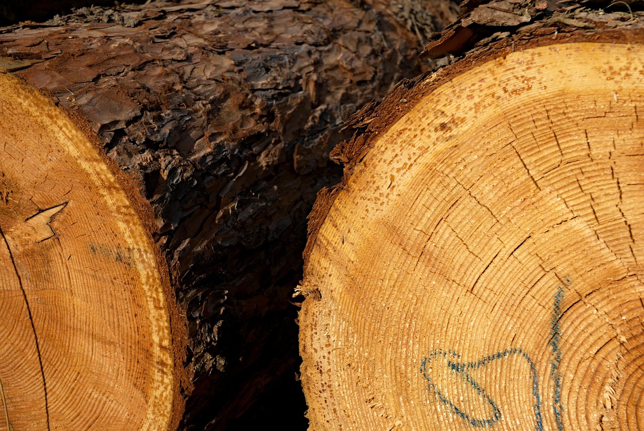 Hout zagen, bandzagen, cirkelzagen